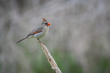 Fototapeta premium Female Northern Cardinal