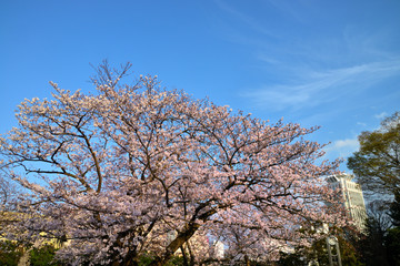 Naklejka premium ヴェルニー公園 横須賀市汐入町の風景