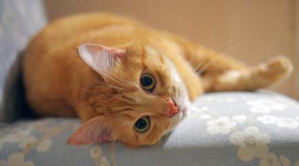Cute cat is sitting at home on the chair. Funny red tabby ginger cat in cozy home atmosphere. Lying and Looking, sitting pet. Pleased orange cat sitting on the chair