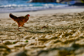 Running chicken on the beach, Baie Lazare beach, Mahe Island, Seychelles.