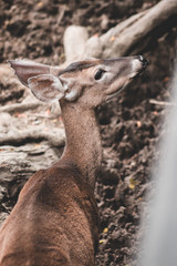 deer