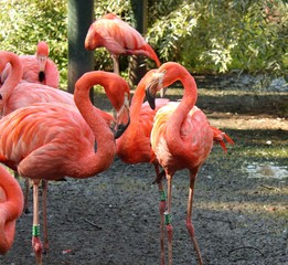 American Flamingo in the zoo