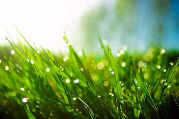 Obraz premium Fresh morning dew on spring green grass in sunlight.