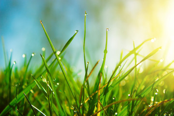 Fresh morning dew on spring green grass in sunlight.