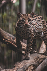 Ocelot