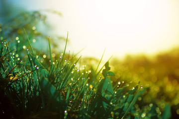 Fresh morning dew on spring green grass in sunlight. - obrazy, fototapety, plakaty