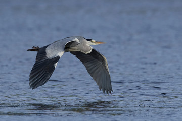 Grey Heron (Ardea cinerea)