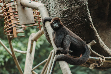 monkey