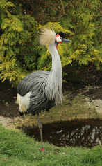 Crowned Crane