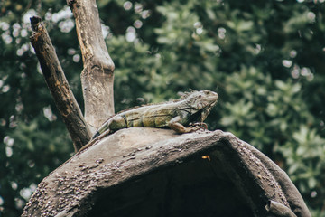 Iguana