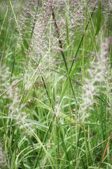 grass in the countryside