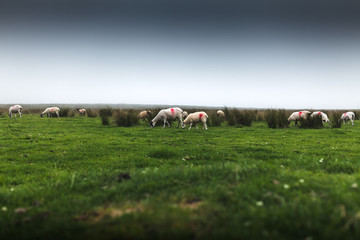 moutons entrain de manger 