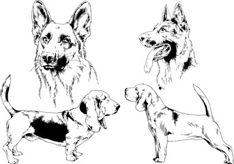 vector drawings sketches pedigree dogs in the racks drawn in ink by hand , objects with no background