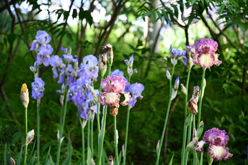 Flowers in the garden. Side view to flowerbed of bearded iris flowers. Curly petals of blue and pink irises on high plant stems. Focus on foreground and green blurred background. Springtime nature.