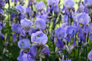 Blue flowers in the garden. Bearded iris flowers growing on green flowerbed. Curly petals of light blue irises with fluffy yellow stamens. Focus on foreground and blurred background. Springtime nature