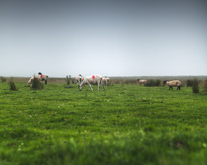moutons dans la prairie 