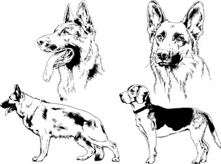 vector drawings sketches pedigree dogs in the racks drawn in ink by hand , objects with no background