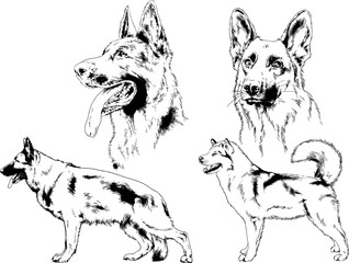 vector drawings sketches pedigree dogs in the racks drawn in ink by hand , objects with no background