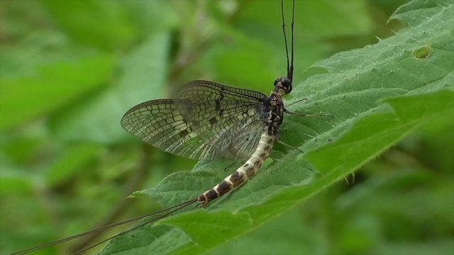 Eintagsfliege&nbsp;(Ephemeroptera) in der Eifel am Ellerbach