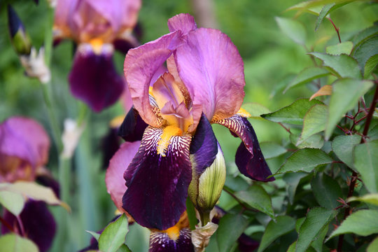 Pink orchid on background of green leaves. Closeup of tiger iris flower and bud of magenta purple colors flowers with yellow striped petals on blurred background. Garden irises among fresh leaves.