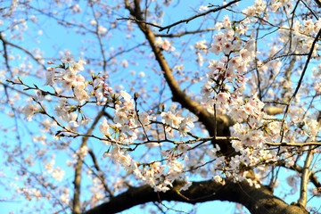 ヴェルニー公園　横須賀市汐入町の風景