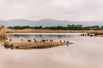 Fototapeta na wymiar Group of cormorants in a Llobregat Delta, Barcelona, Spain