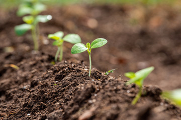 New plants with concepts of growth, ecology, and protecting the environment in the light of global warming.