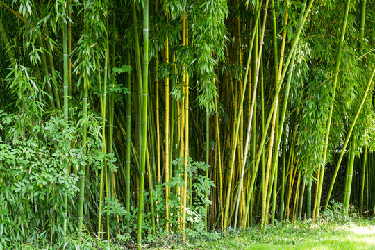 Sgras Images  Browse 828 Stock Photos, Vectors, and Video | Adobe Stock