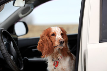 Portrait of a dog of the Russian hunting spaniel breed in a car