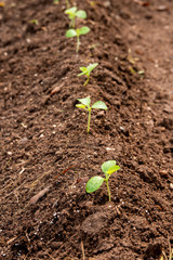 A vertical row of seedlings growing in fresh dirt with concepts of growth, ecology, and protecting the environment in the light of global warming.