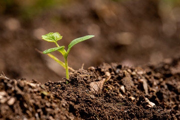 Closeup of single seedling in fresh dirt with concepts of growth and protecting the environment in the light of climate change.