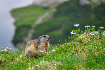 Wild marmot in its natural environment of mountains with mountain lake in background. The alpine marmot (Marmota marmota) is a large ground-dwelling squirrel, from the family of marmots.