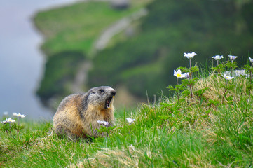 Wild marmot in its natural environment of mountains with mountain lake in background. The alpine marmot (Marmota marmota) is a large ground-dwelling squirrel, from the family of marmots.