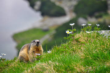 Wild marmot in its natural environment of mountains with mountain lake in background. The alpine marmot (Marmota marmota) is a large ground-dwelling squirrel, from the family of marmots.