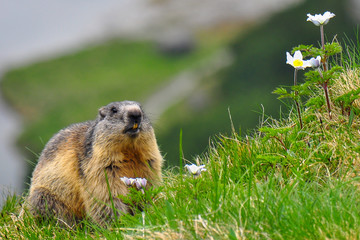 Wild marmot in its natural environment of mountains with mountain lake in background. The alpine marmot (Marmota marmota) is a large ground-dwelling squirrel, from the family of marmots.