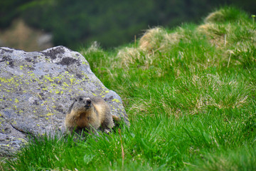 Wild marmot in its natural environment of mountains with mountain lake in background. The alpine marmot (Marmota marmota) is a large ground-dwelling squirrel, from the family of marmots.