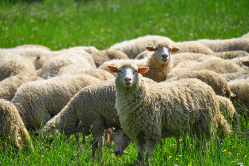Sheeps group and lambs on a meadow with green grass. Flock of sheep in sun rays summer background....