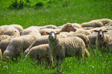 Sheeps group and lambs on a meadow with green grass. Flock of sheep in sun rays summer background. Domestic sheep (Ovis aries) are quadrupedal, ruminant mammals typically kept as livestock. Slovakia. 