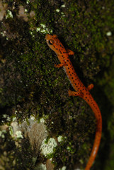 Eurycea lucifuga