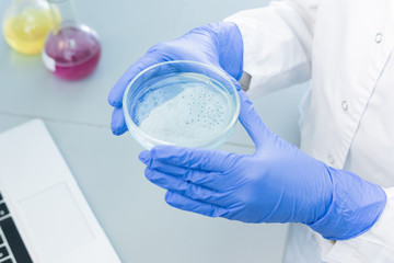Fototapeta premium Unrecognizable medical scientist wearing protective gloves holding cell culture dish with specimen, horizontal high angle shot