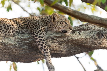 Fototapeta na wymiar Leoprad cub on tree resting, baby leopard on tree in the wilderness of Africa