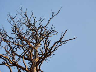 The old and completely dry tree growing against the blue sky