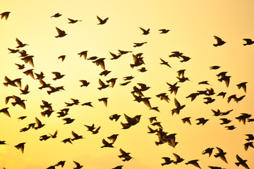 Fototapeta premium Silhouettes of birds with mountains in the background. Yellow/orange morning sun. The common starling (Sturnus vulgaris), also known as the European starling, Sturnidae.