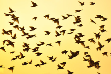 Naklejka premium Silhouettes of birds with mountains in the background. Yellow/orange morning sun. The common starling (Sturnus vulgaris), also known as the European starling, Sturnidae.