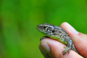 Detail photo of lizard in human hand with green background. Summer time. he sand lizard (Lacerta agilis) is a lacertid lizard. 
