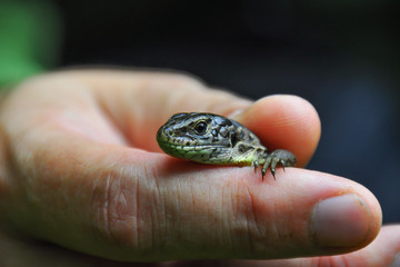 Detail photo of lizard in human hand with green background. Summer time. he sand lizard (Lacerta agilis) is a lacertid lizard. 