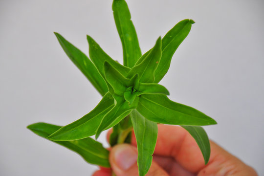 Detail photo of medicinal herb. Gentiana cruciata, the star gentian or cross gentian, is a herbaceous perennial flowering plant in the Gentianaceae family.