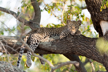Leoprad cub on tree resting, baby leopard on tree in the wilderness of Africa © Ozkan Ozmen