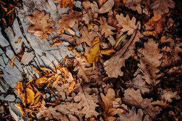 Autumn colors of foliage on the ground. Great time for textured photos