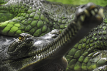 Detail photo of Gharial. The gharial (Gavialis gangeticus), also known as the gavial, and fish-eating crocodile is a crocodilian in the family Gavialidae. 